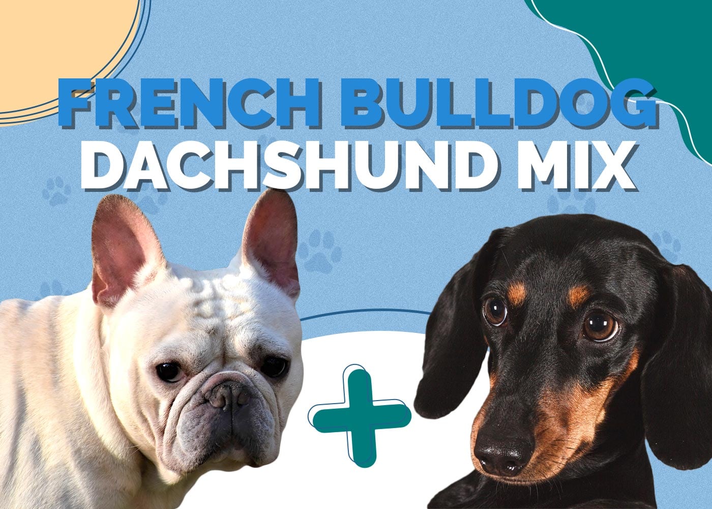 French Bulldog Dachshund Mix