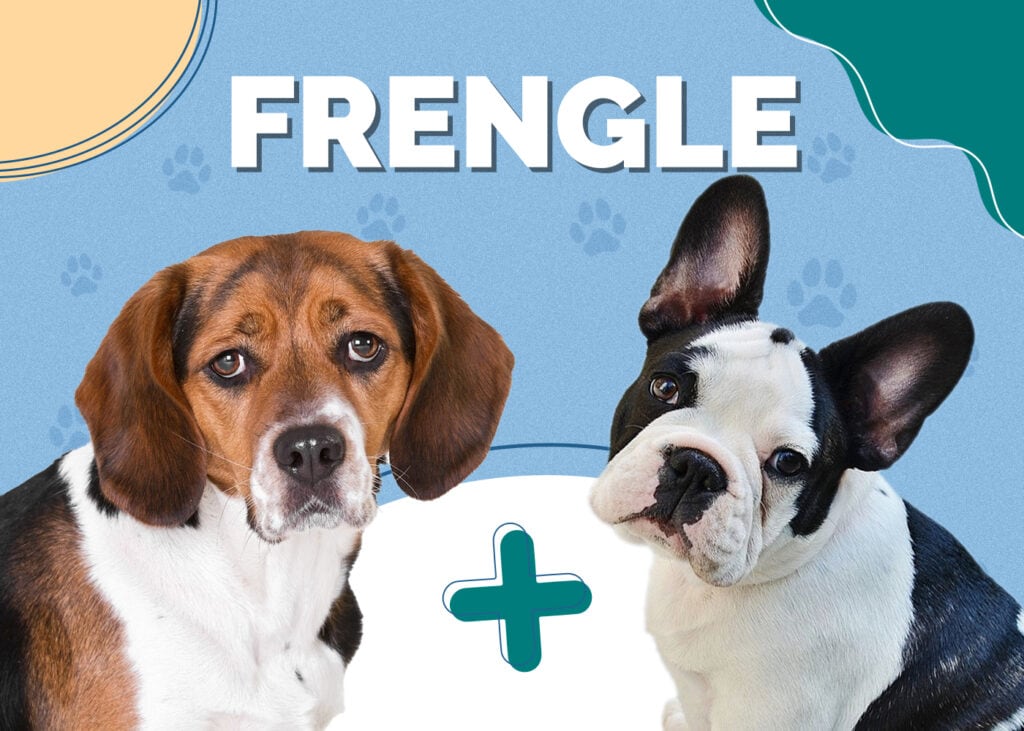 Frengle (French Bulldog & Beagle Mix)