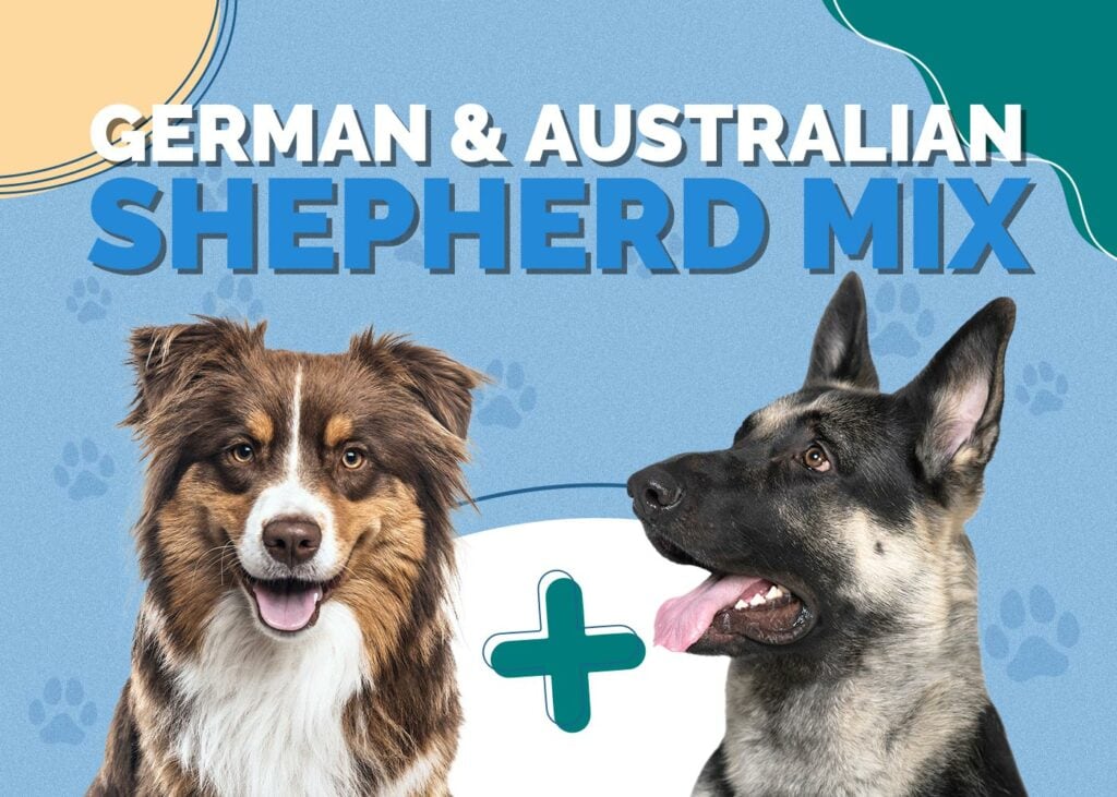 German & Australian Shepherd Mix