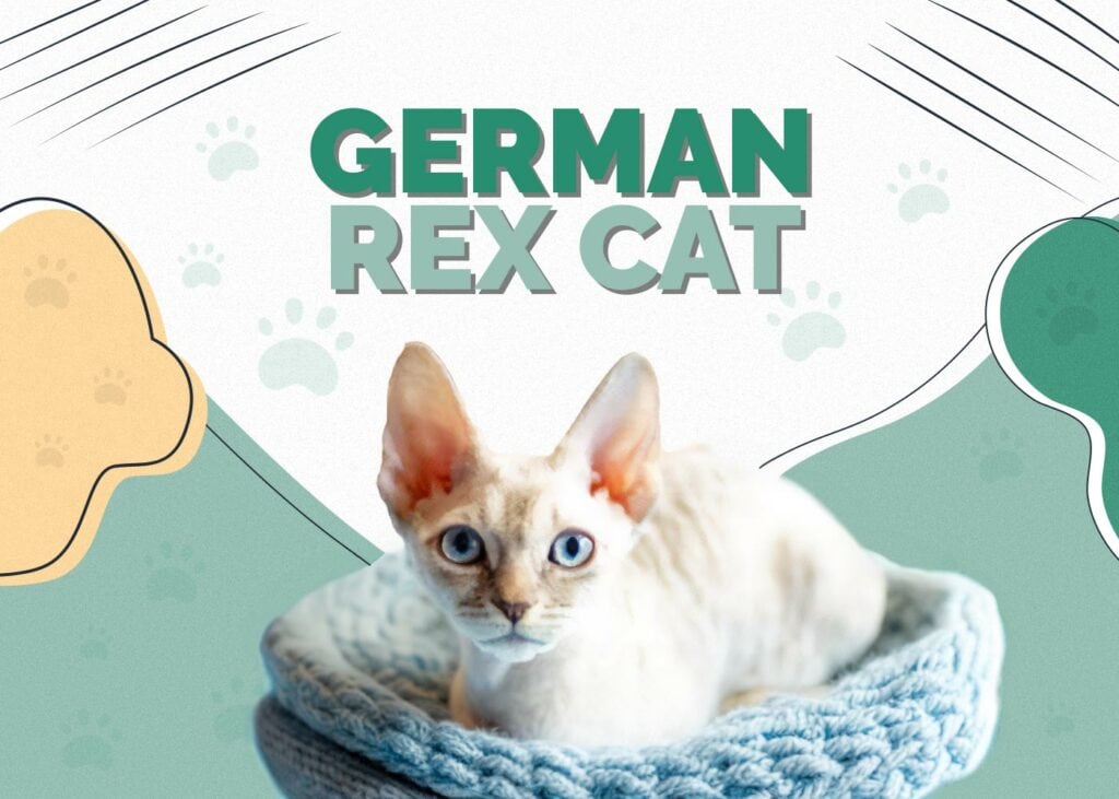 German Rex Cat