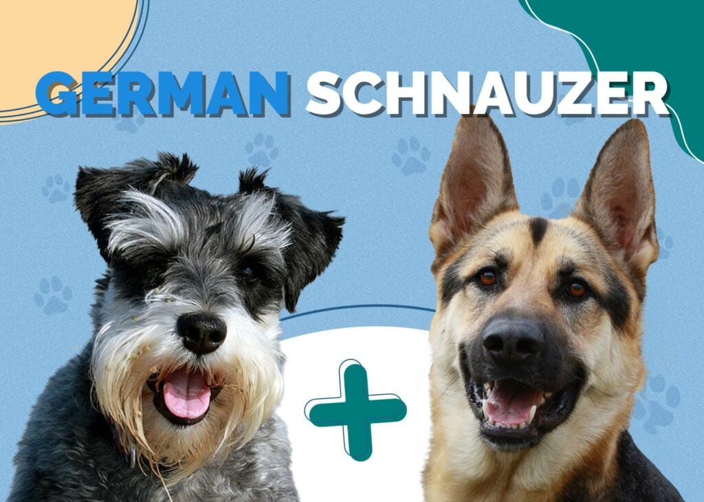 German Schnauzer (Schnauzer/German Shepherd Mix)