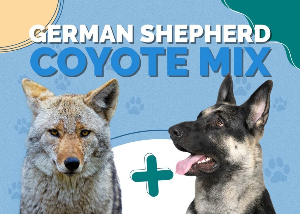 German Shepherd Coyote Mix