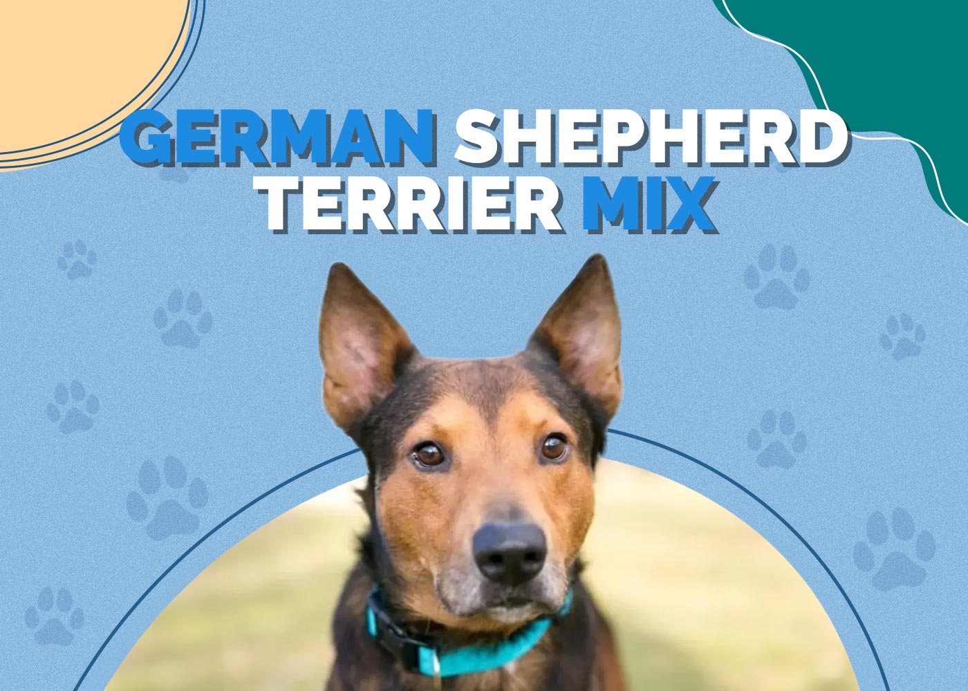 German Shepherd Terrier Mix