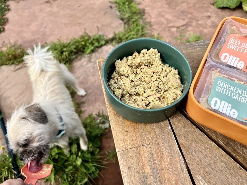 Gizmo-white-dog-licking-scoop-with-Ollie-dog-food-chicken-recipe-in-bowl_Kate-MacDonnell
