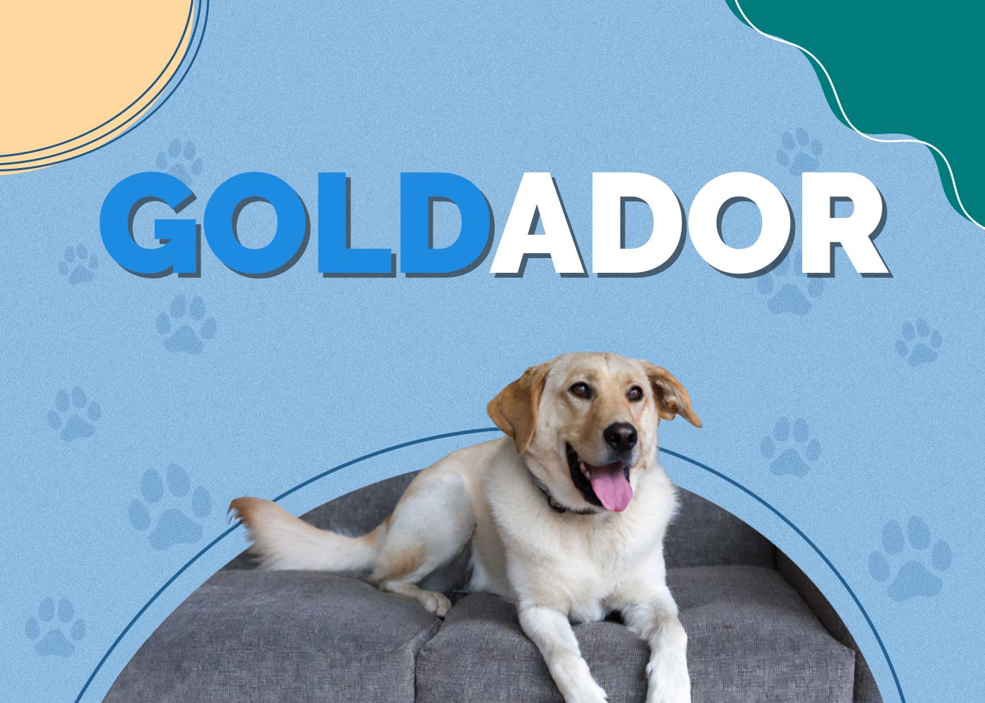 Goldador (Labrador & Golden Retriever Mix)