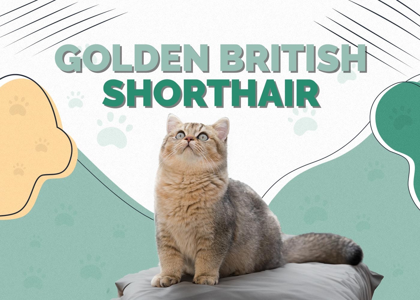 Golden British Shorthair