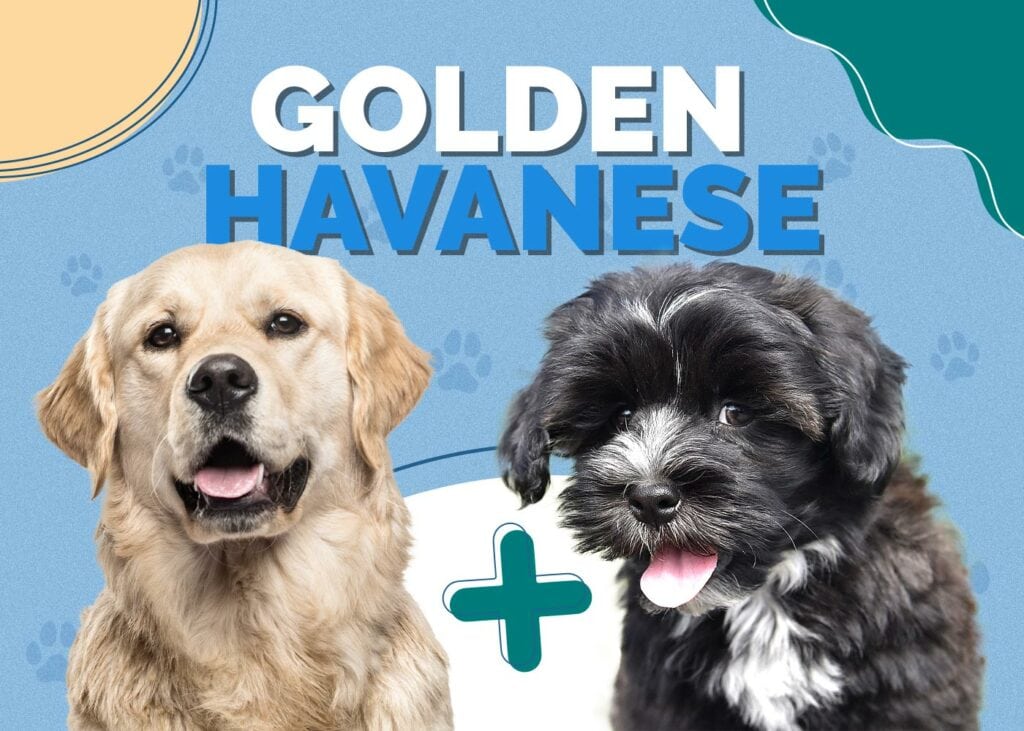 Golden Havanese (Golden Retriever & Havanese Mix)