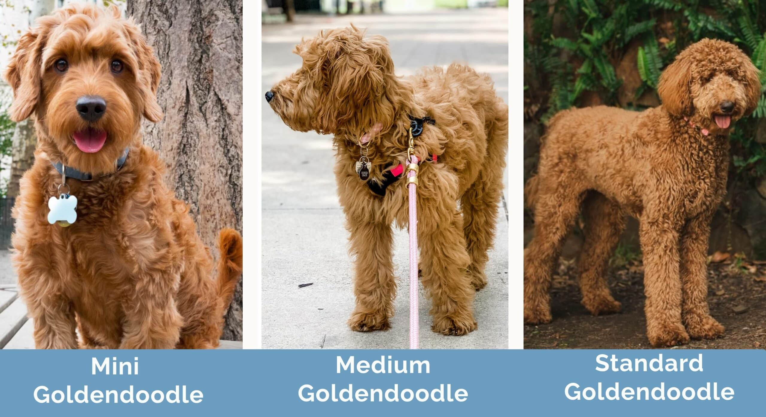 Goldendoodle size comparison