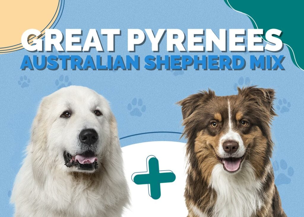 Great Pyrenees & Australian Shepherd Mix: Info, Pictures, Temperament ...