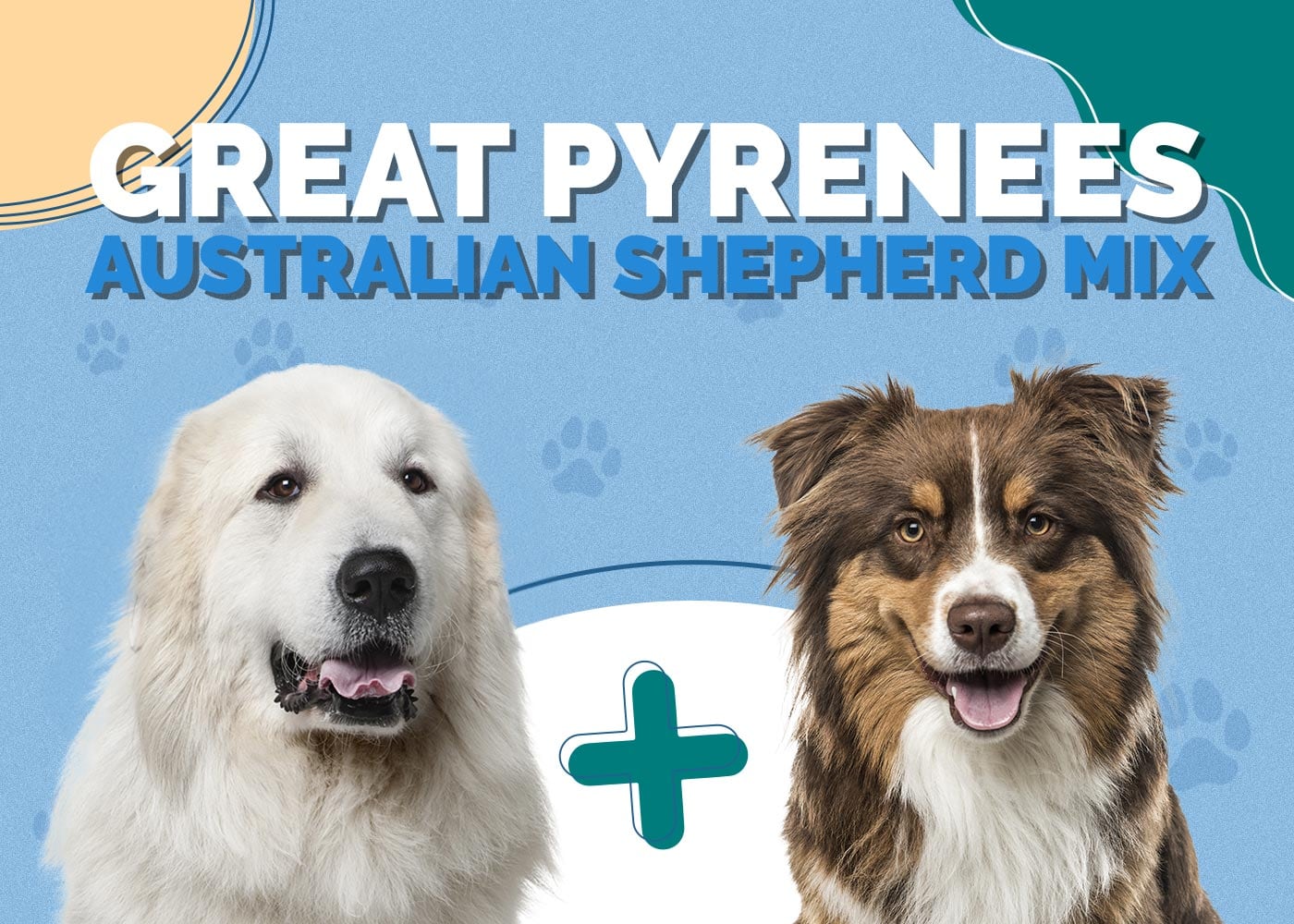 Great Pyrenees Australian Shepherd Mix
