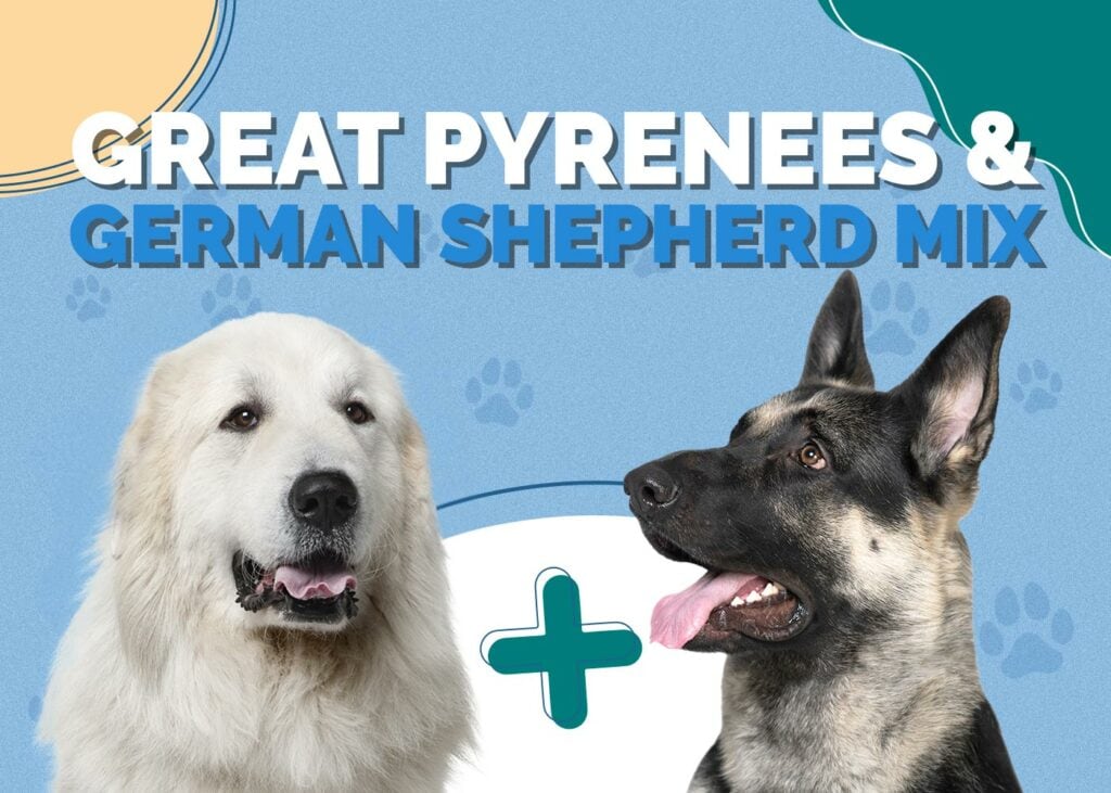 Great Pyrenees & German Shepherd Mix