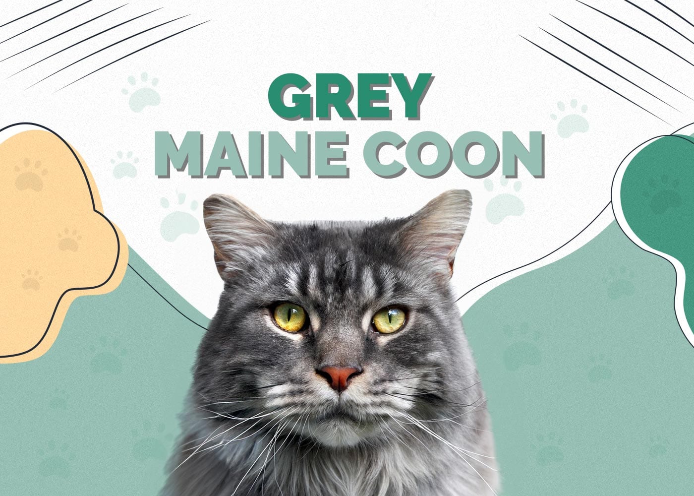 Grey Maine Coon