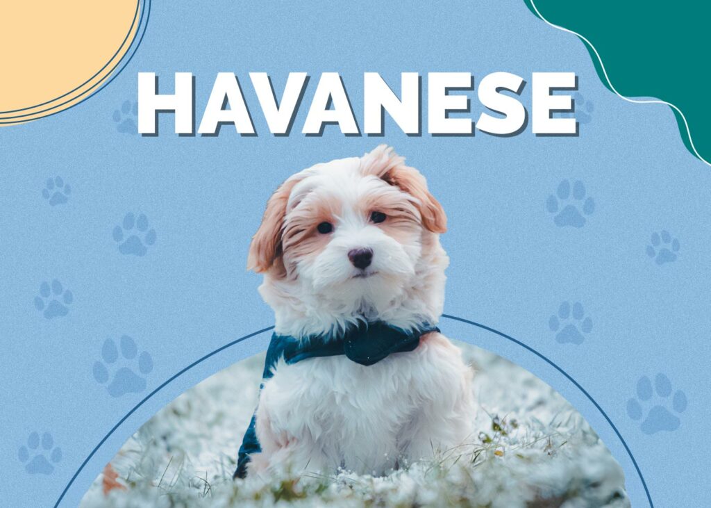 Havanese Dog