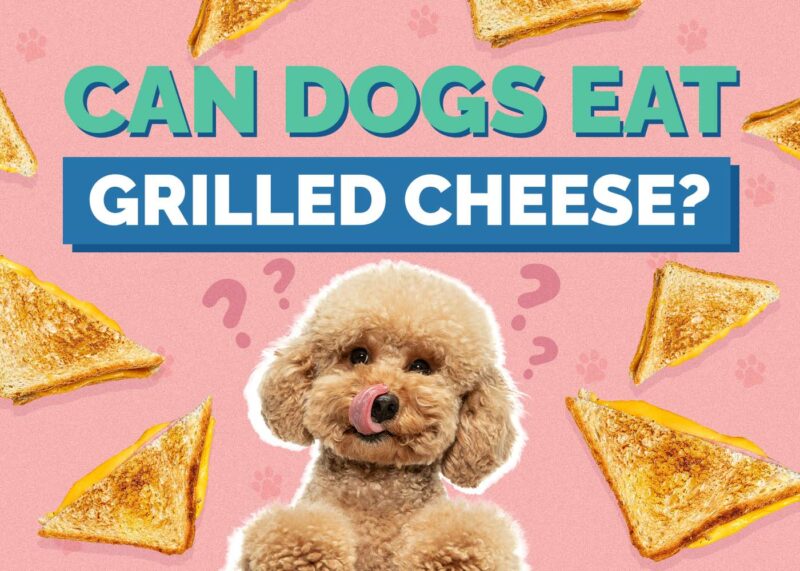 Hepper_Can Dogs Eat_Grilled Cheese