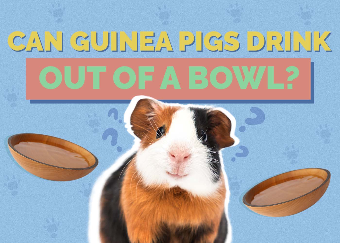 Hepper_Can Guinea Pigs Drink_Out of a Bowl