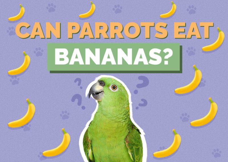 Hepper_Can Parrots Eat_Bananas