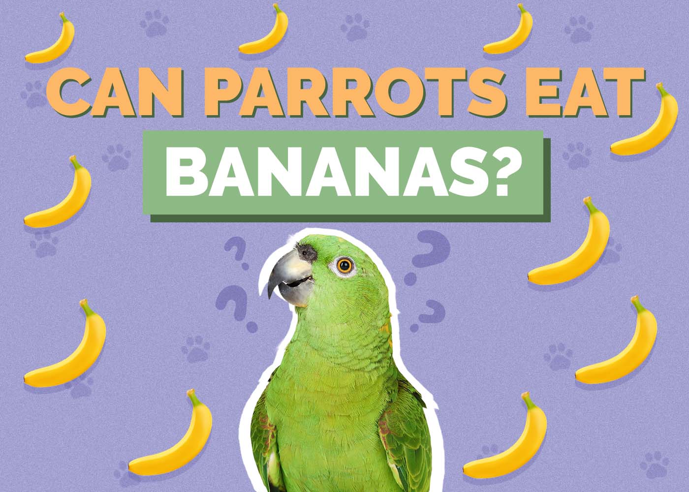 Hepper_Can Parrots Eat_Bananas