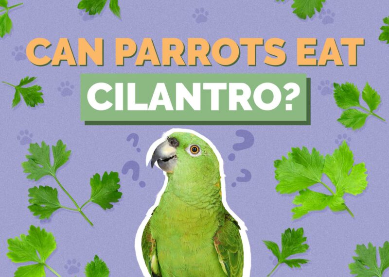 Hepper_Can Parrots Eat_Cilantro