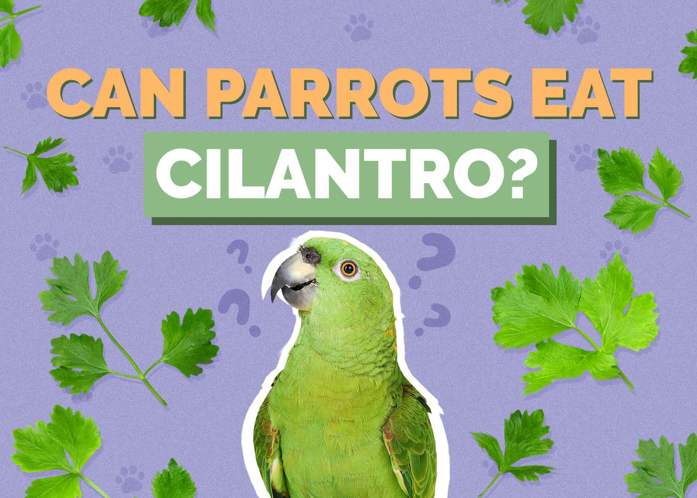 Hepper_Can Parrots Eat_Cilantro