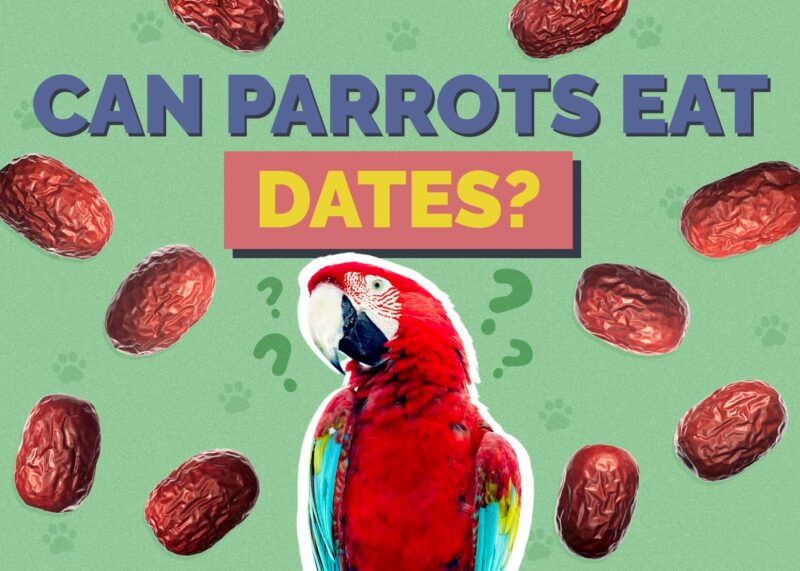 Hepper_Can Parrots Eat_Dates