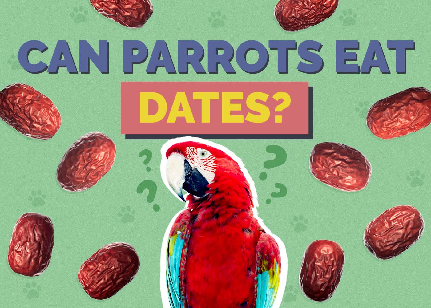 Hepper_Can Parrots Eat_Dates