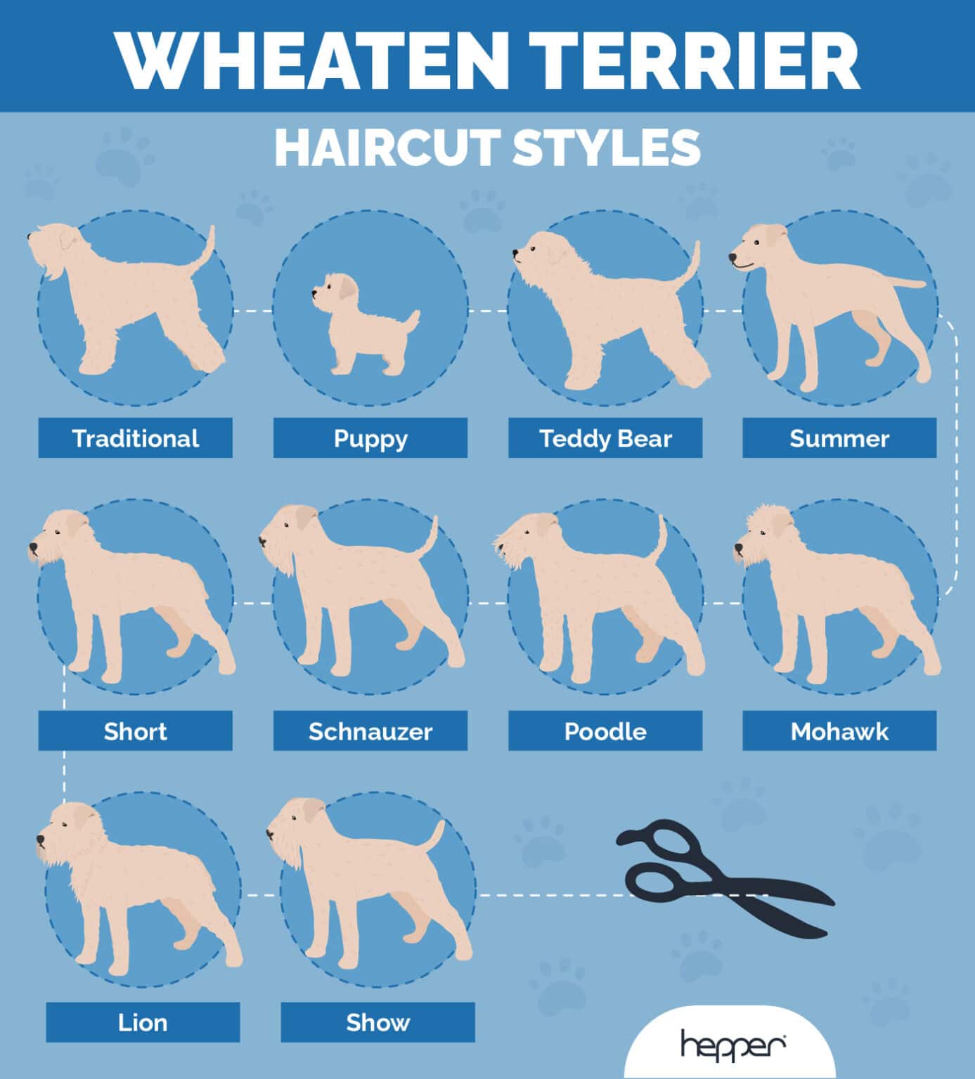 10 Wheaten Terrier Haircuts & Grooming Styles (With Pictures) Hepper