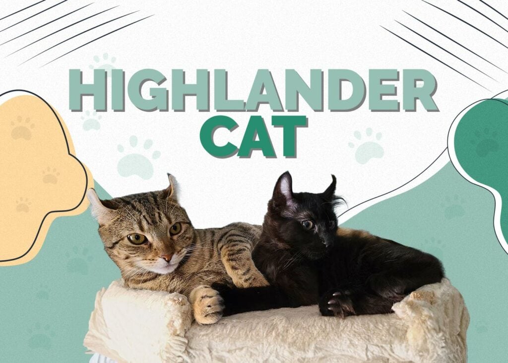 Highlander Cat