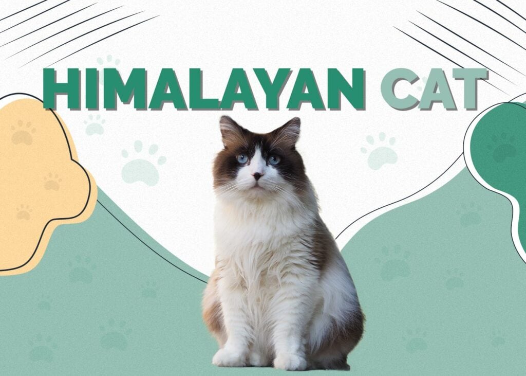 Himalayan Cat