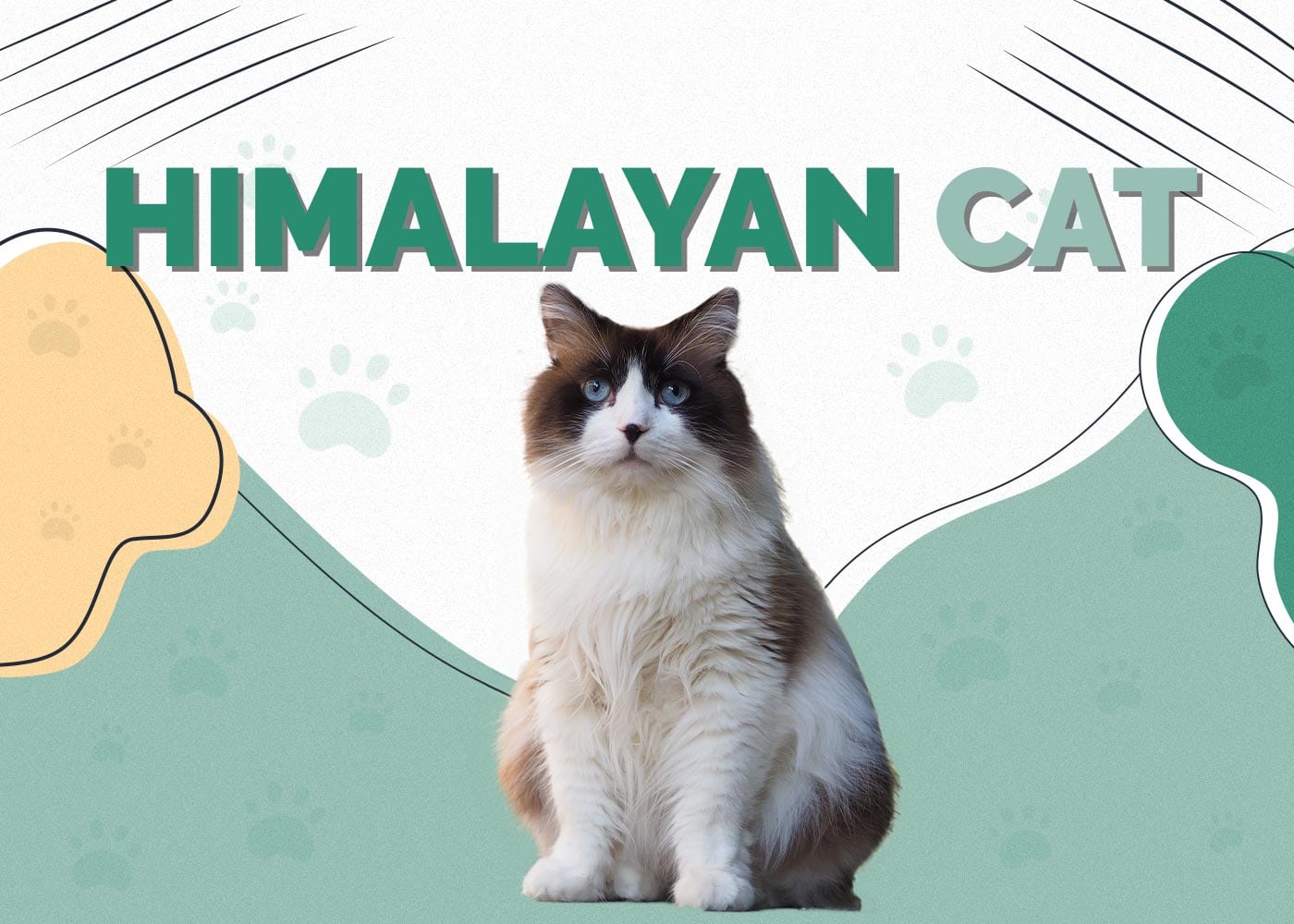 Himalayan Cat
