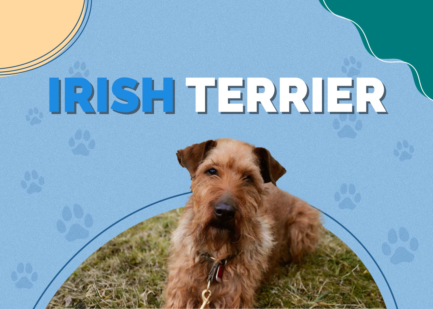 Irish Terrier Dog