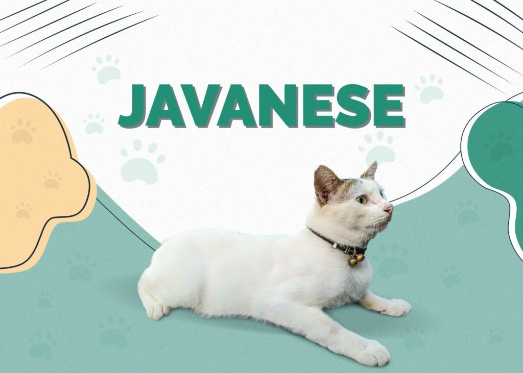 Javanese (Colorpoint Longhair)