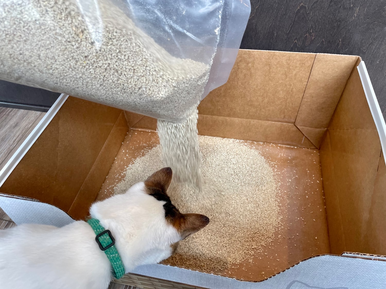Kitty Poo Club - pouring litter in the box