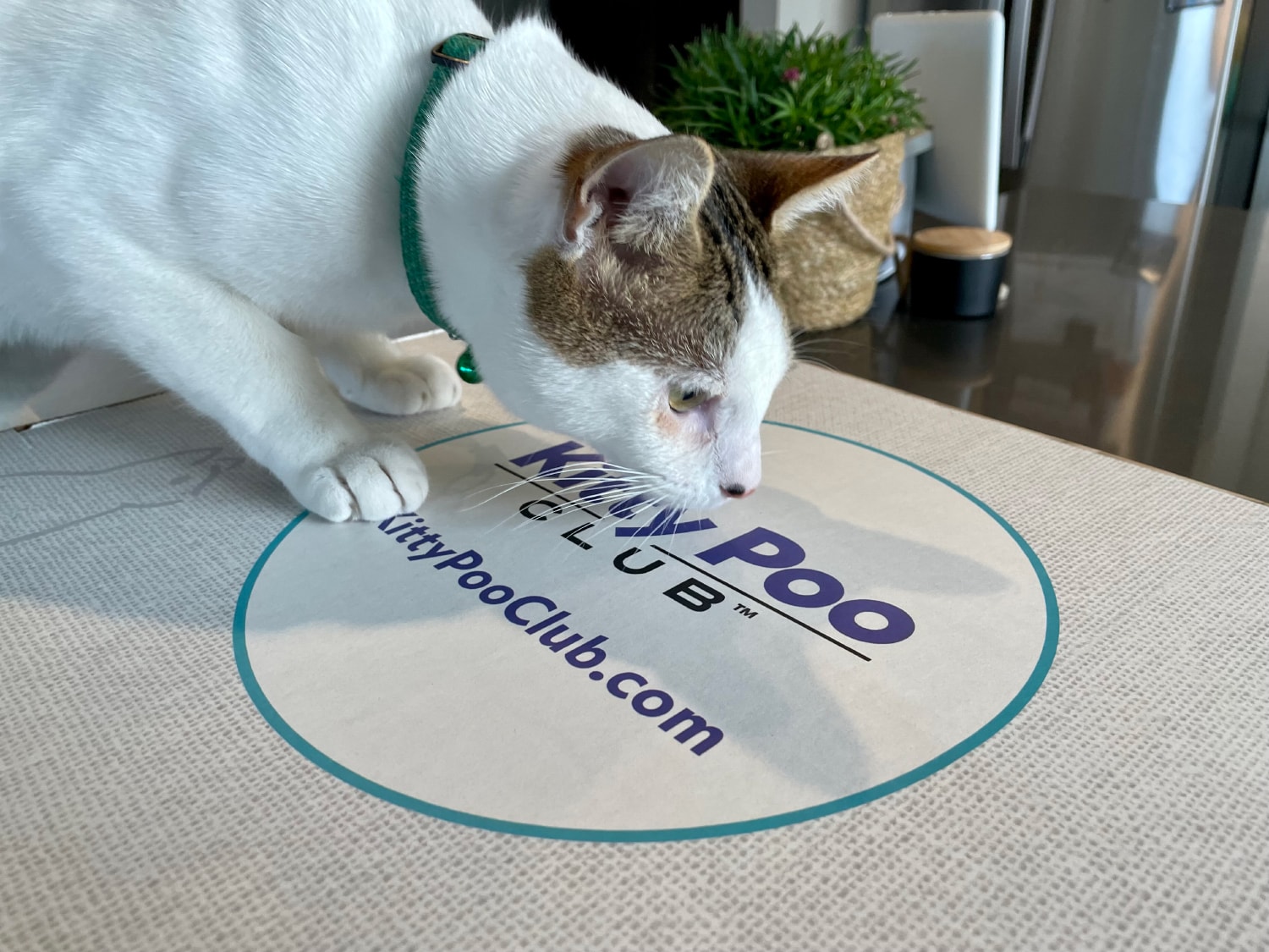 Kitty Poo Club.jpg - mako sniffing the product