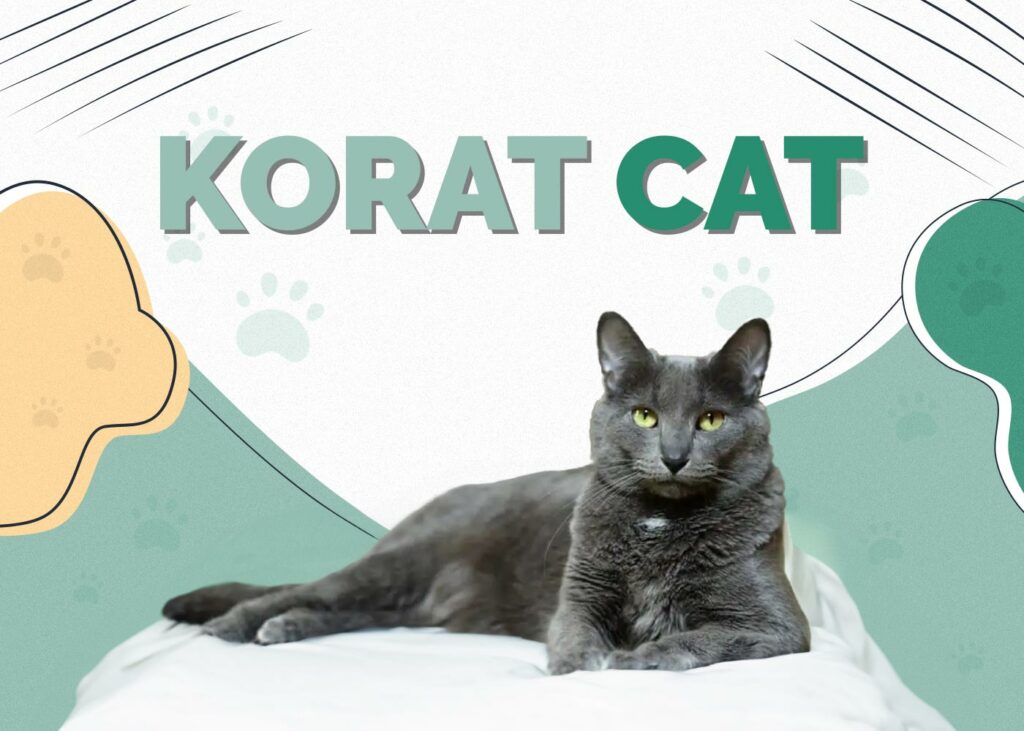 Korat Cat
