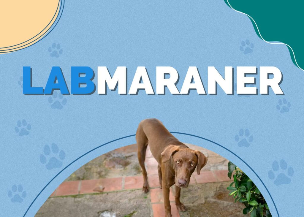 Labmaraner (Labrador & Weimaraner Mix)