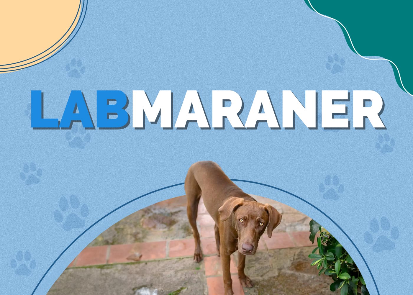 Labmaraner (Labrador & Weimaraner Mix)