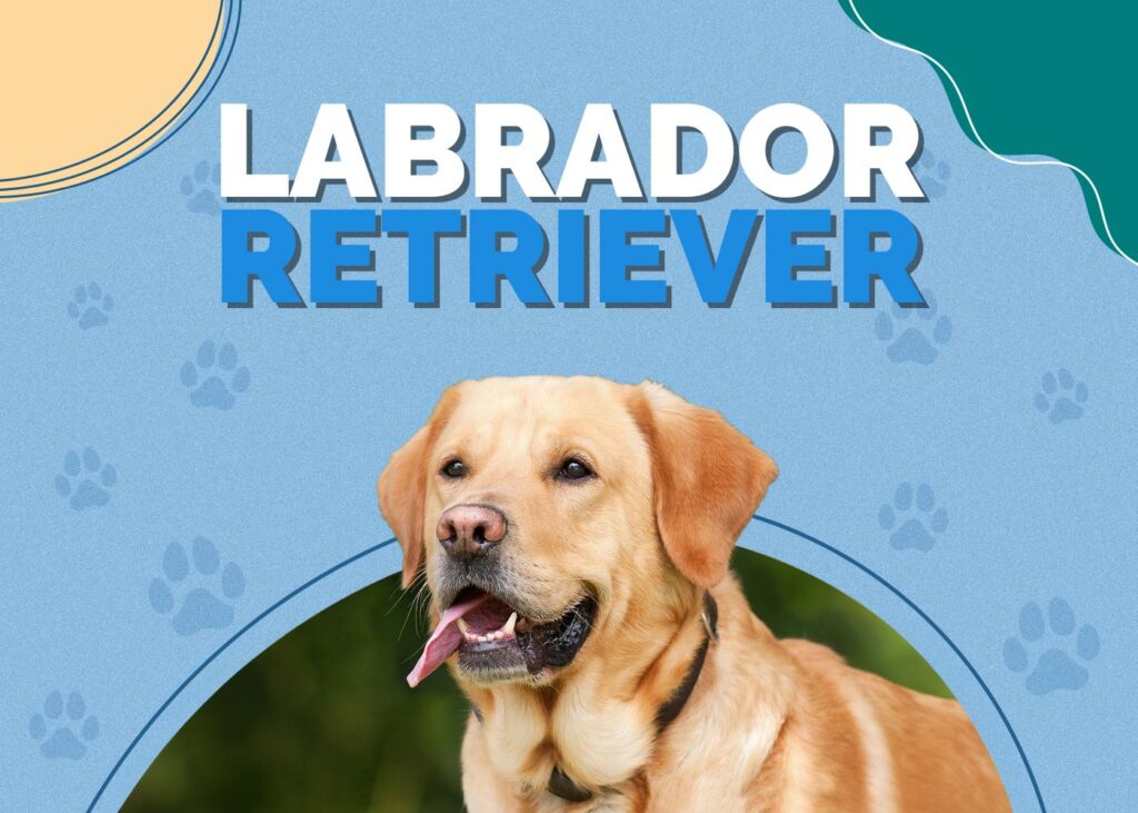 Labrador Retriever