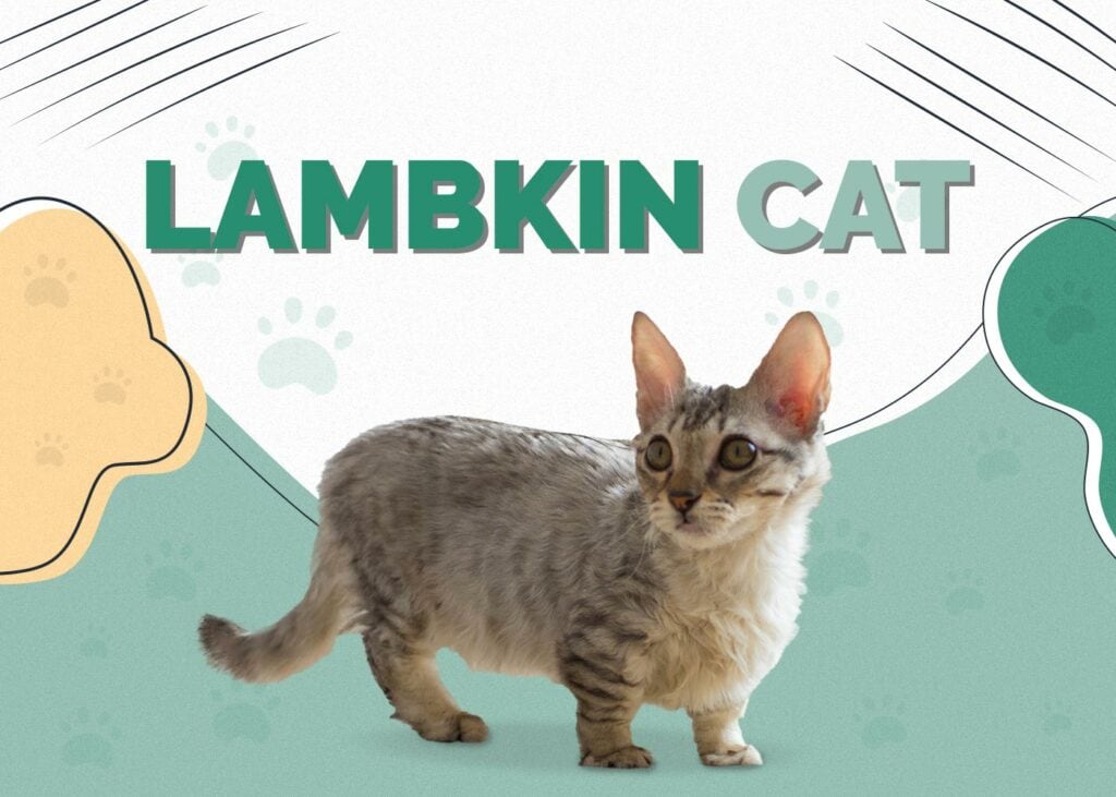 Lambkin Cat (Munchkin & Selkirk Rex Mix)