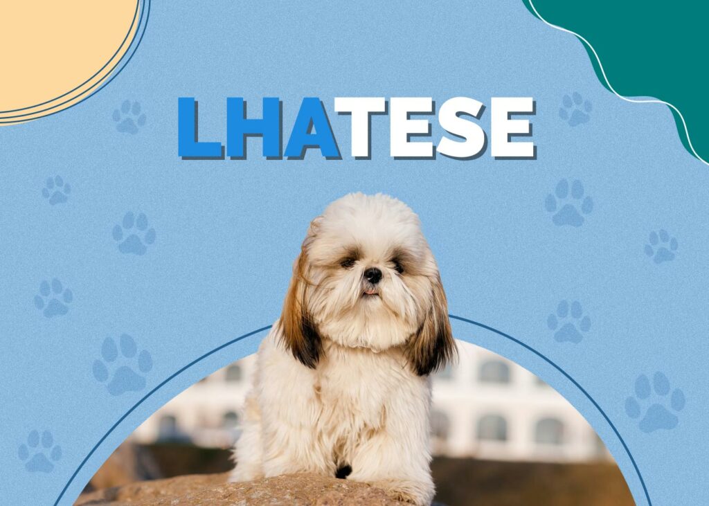 Lhatese (Lhasa Apso & Maltese Mix)