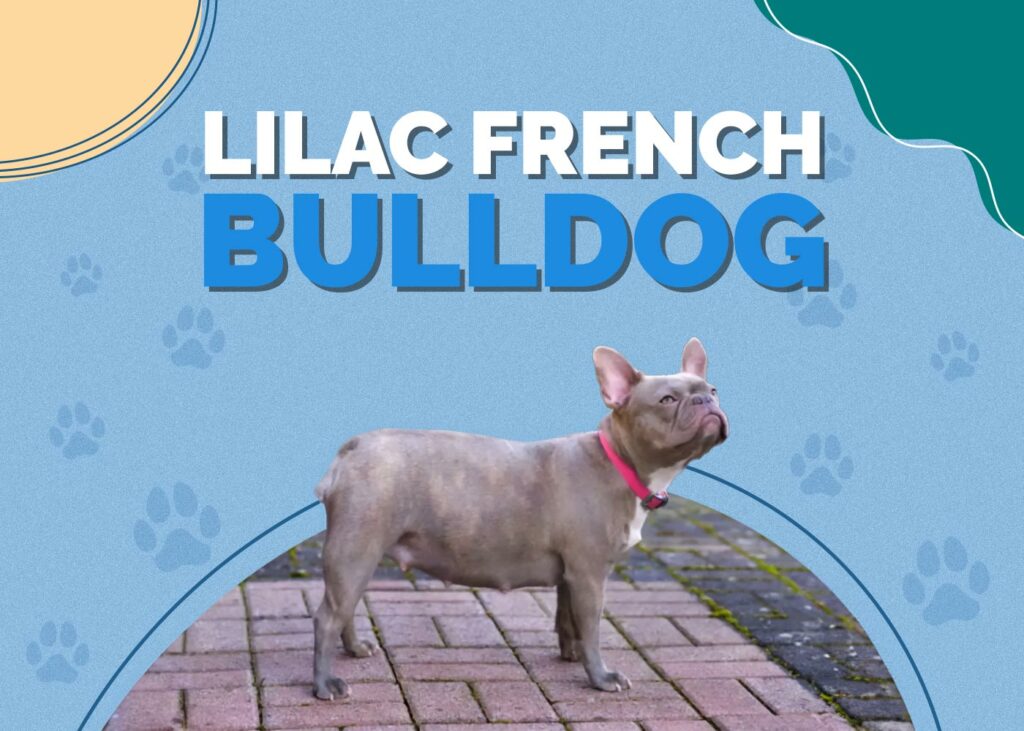 Lilac French Bulldog (Isabella Frenchie)
