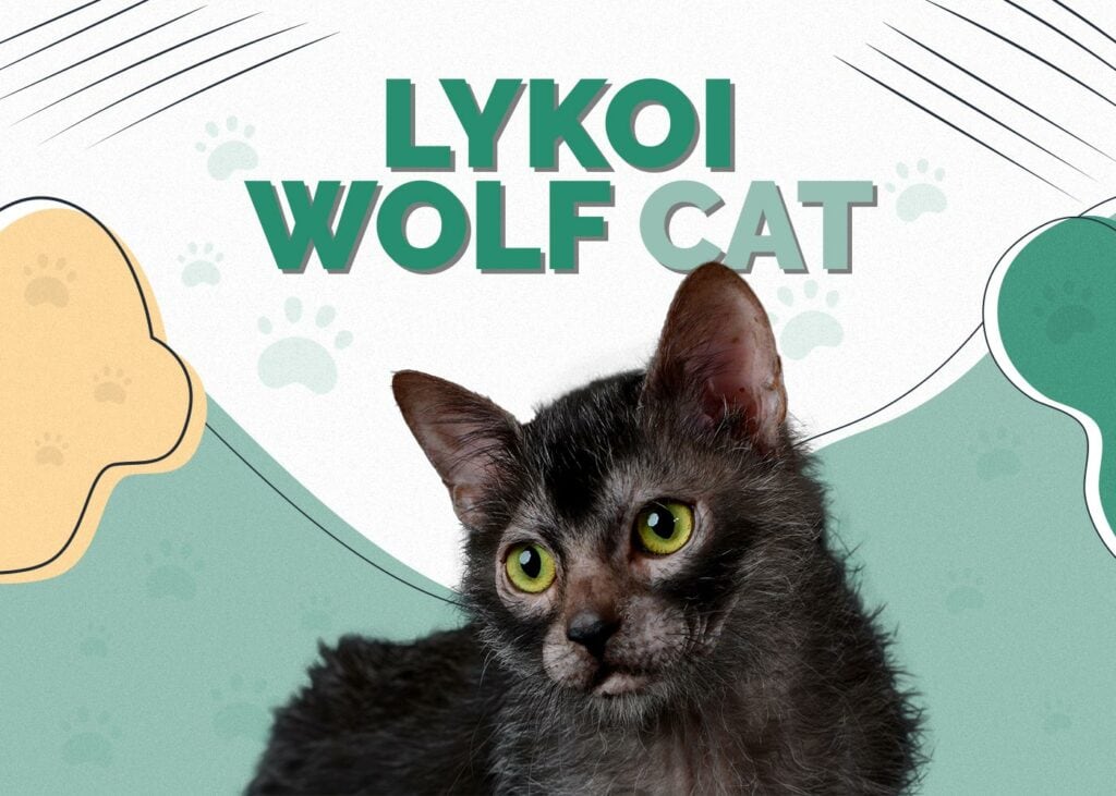 Lykoi Wolf Cat