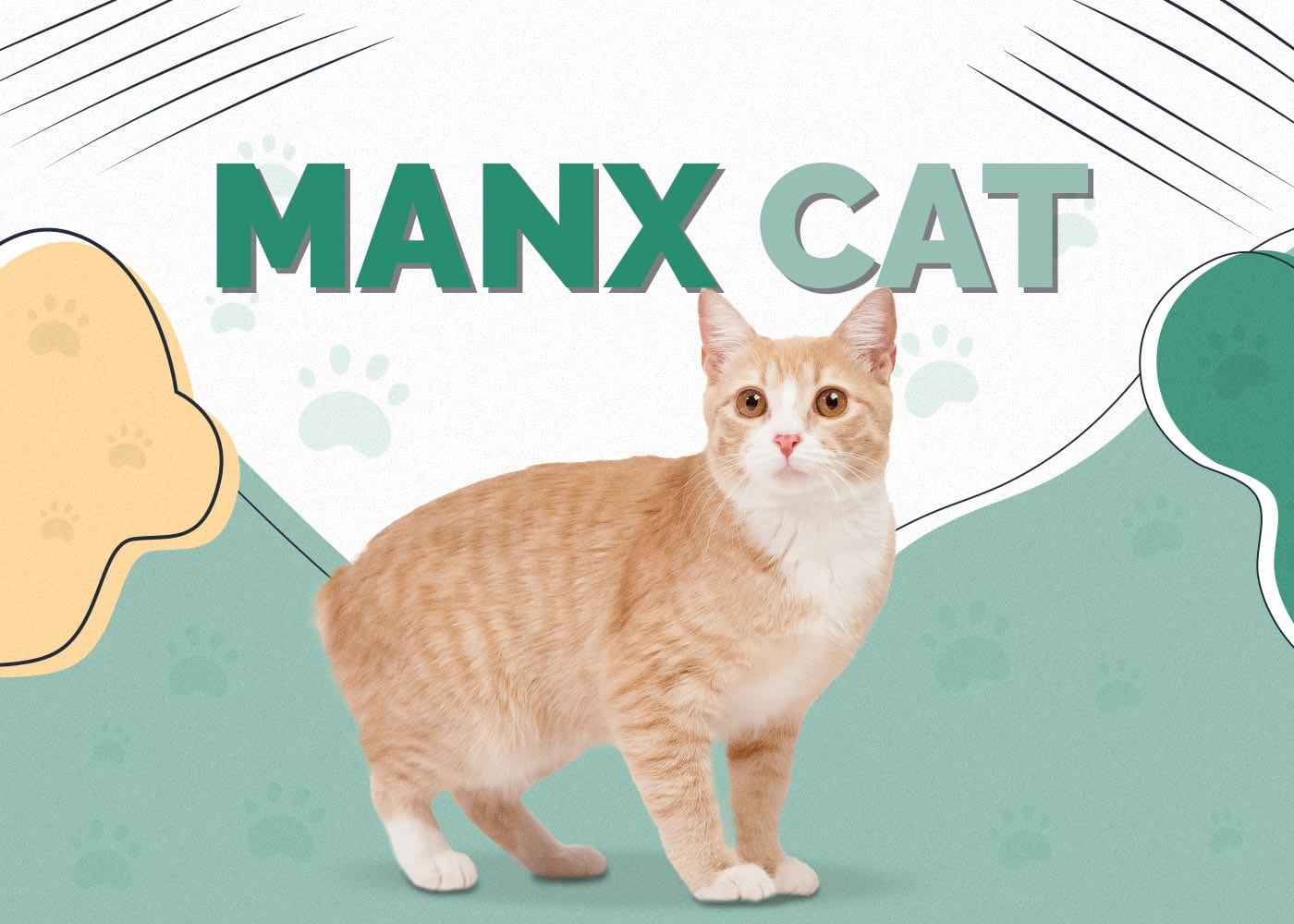 Manx Cat