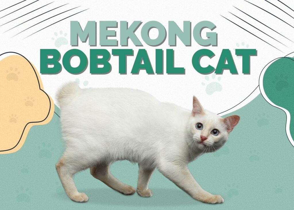 Mekong Bobtail