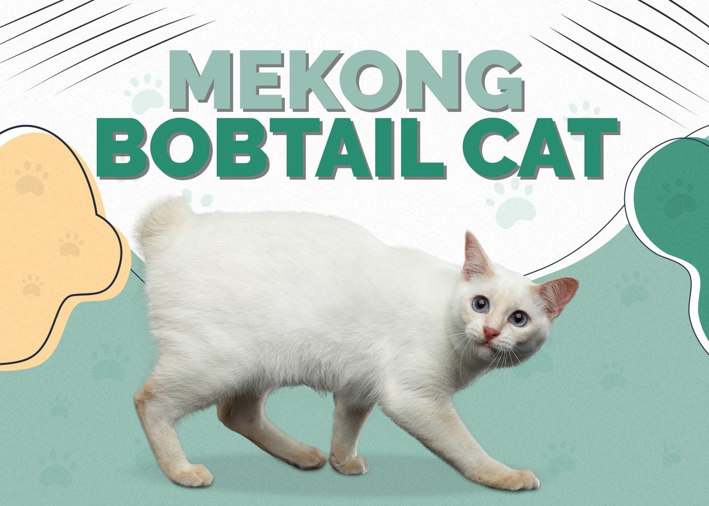 Mekong Bobtail