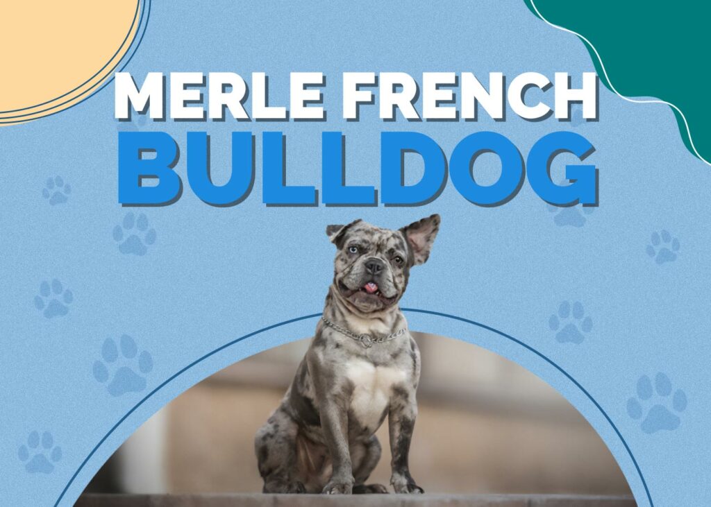 Merle French Bulldog