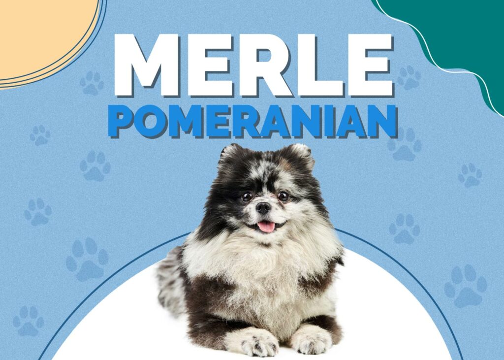 Merle Pomeranian