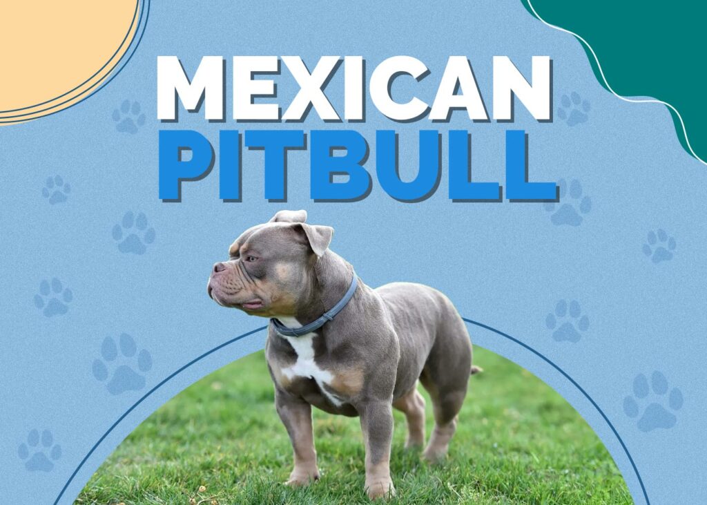 Mexican Pitbull (Chamuco)