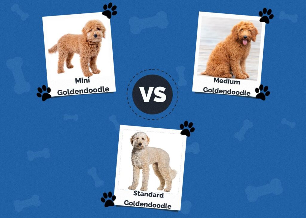 Mini vs Medium vs Standard Goldendoodle