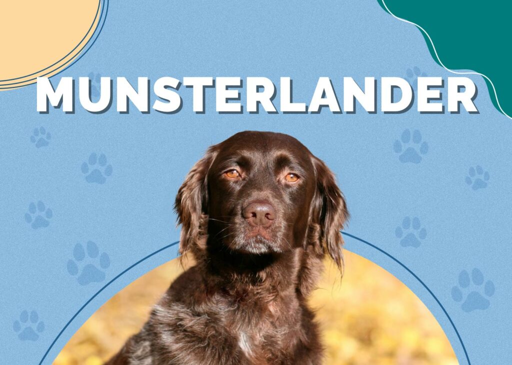 Munsterlander