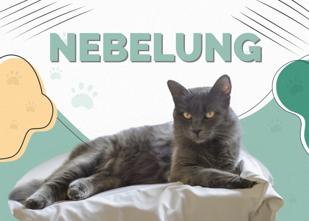 Nebelung Cat
